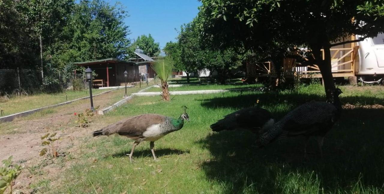 Kara Kedi Beach Bungalow Çıralı Luaran gambar